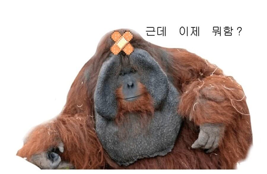 최종 배포 후, 이제 뭐해야하지?